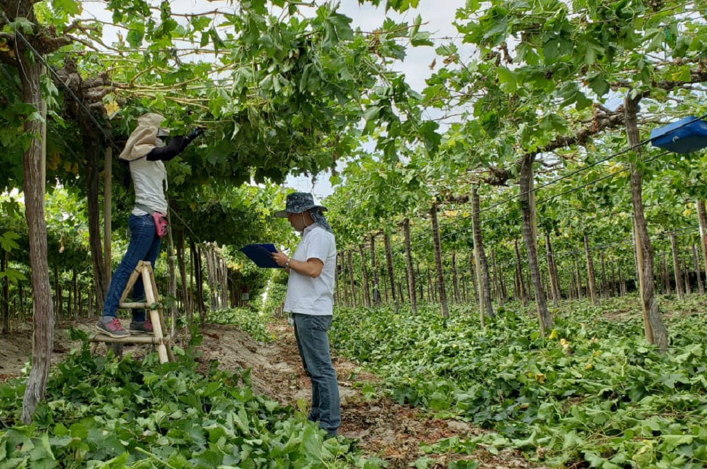 Agroindustrial formalizacion