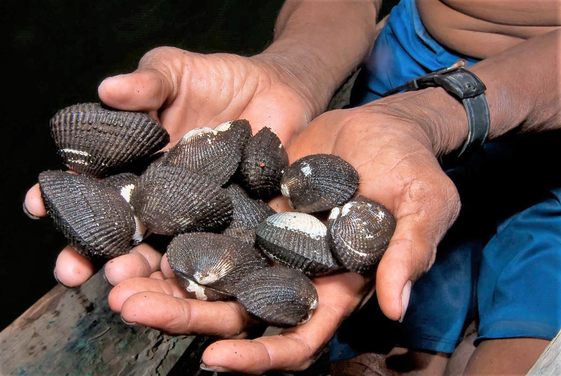 Conchas negras abundantes en esteros de Tumbes