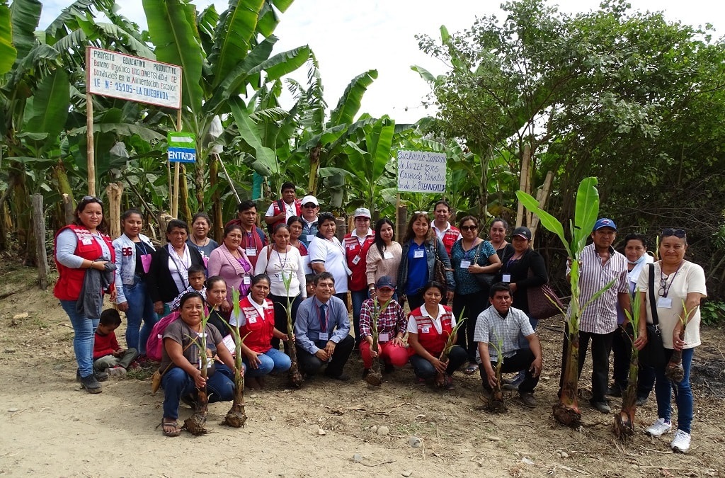 Con proyecto educativo de banano orgánico cogestionan servicio de Qali Warma en Tambogrande