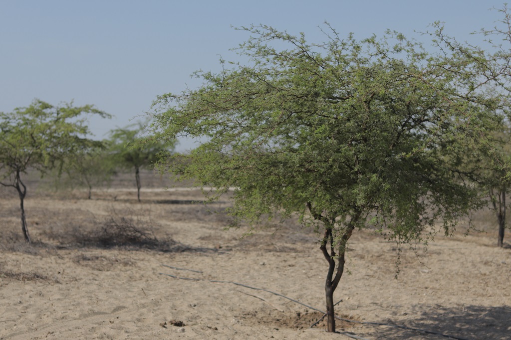 Miski Mayo desarrolla Programa de Forestación en desierto de Sechura