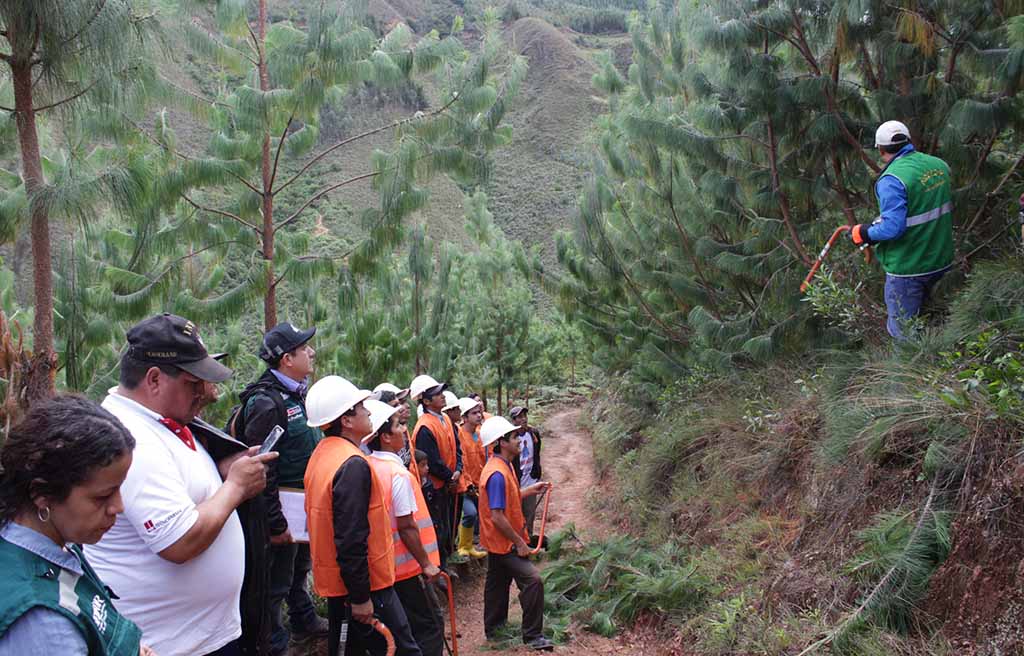 comunidades campesinas aprenden silvicultura