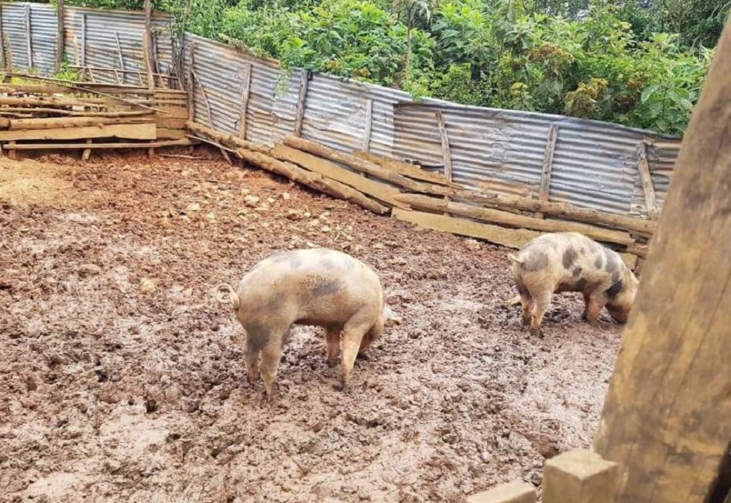 Piden retiro de criadero de chanchos adyacentes a sus viviendas