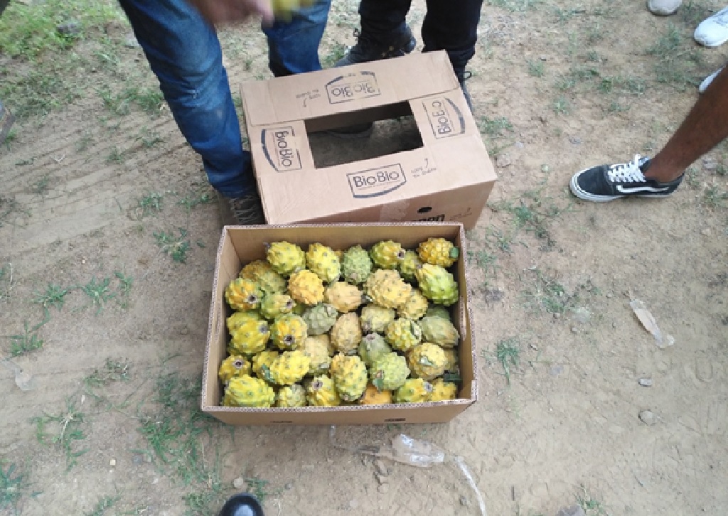 Fruta pitahaya, mercadería abandonada y supera los 100 mil soles