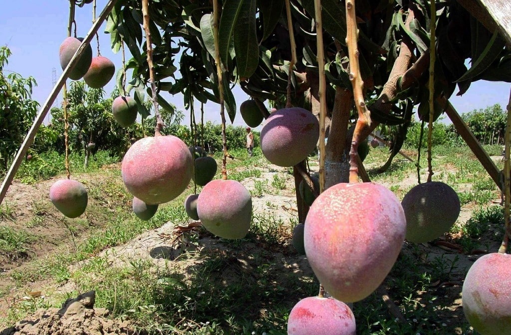 Planta mango con frutos prinncipal producto en valle de Tambogrande, Piura