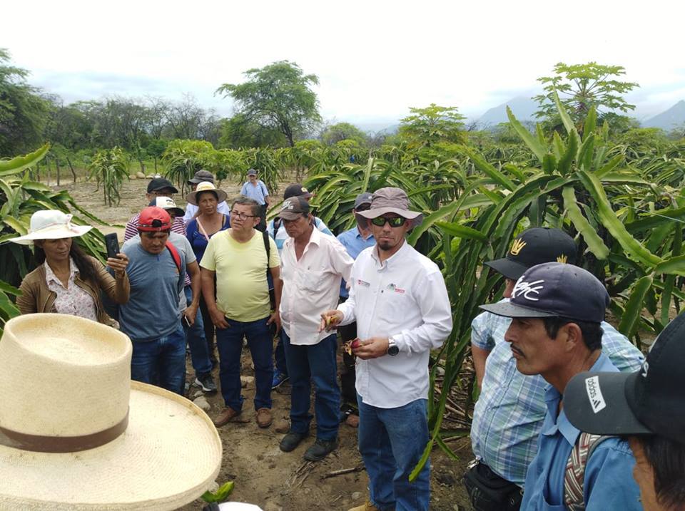 Productores Pitahaya Piura