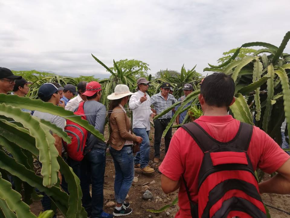 Productores Pitahaya Santo Domingo