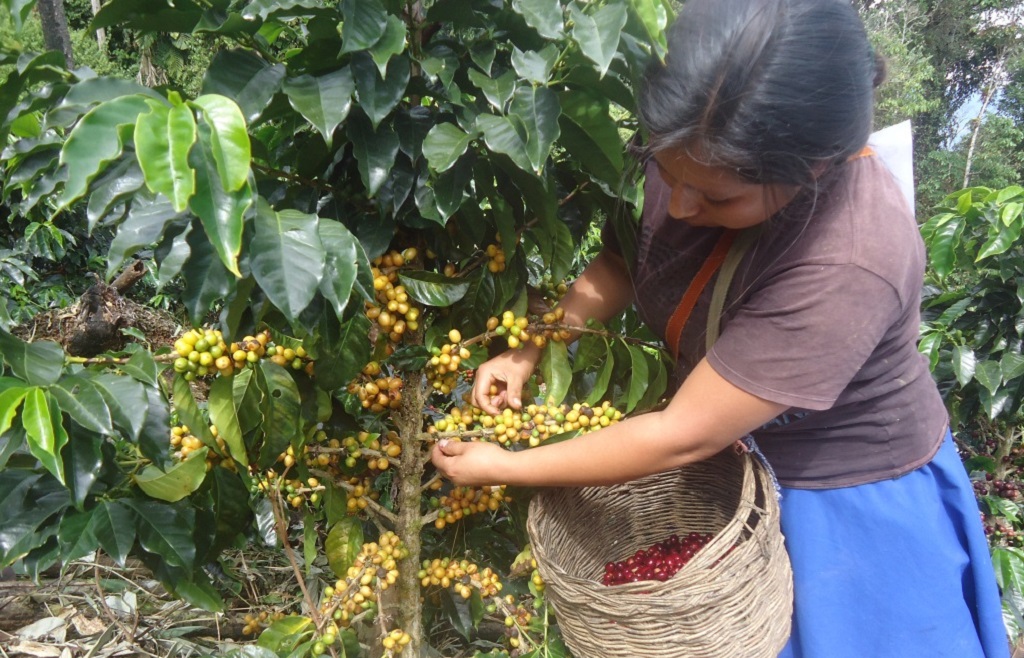 Cafetalera cosechando