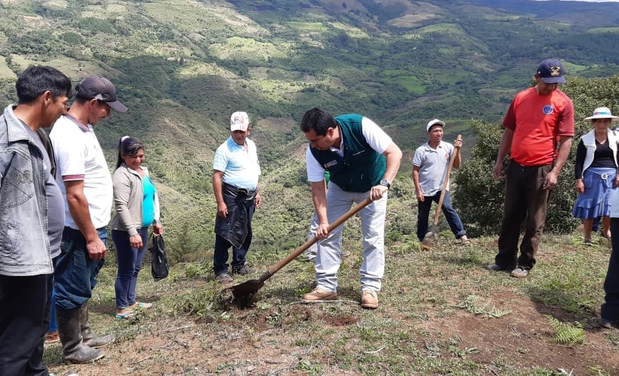 Siembran 1350 hectáreas de pastos cultivados se realiza en sierra piurana