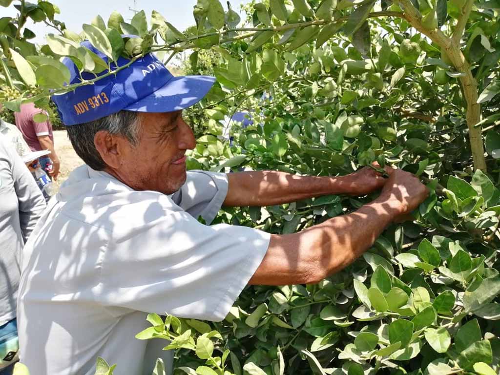 agricultores piuranos mejoraran produccion de limon 1