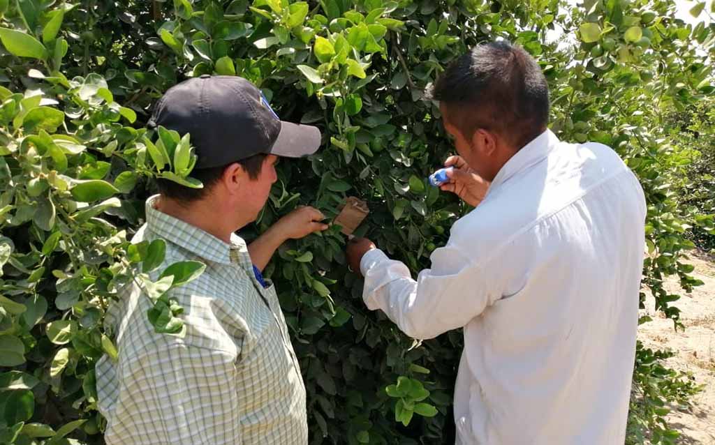 agricultores piuranos mejoraran produccion de limon 2