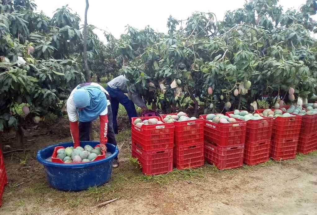 Piura inicia campaña de exportación de mango 2019-2020