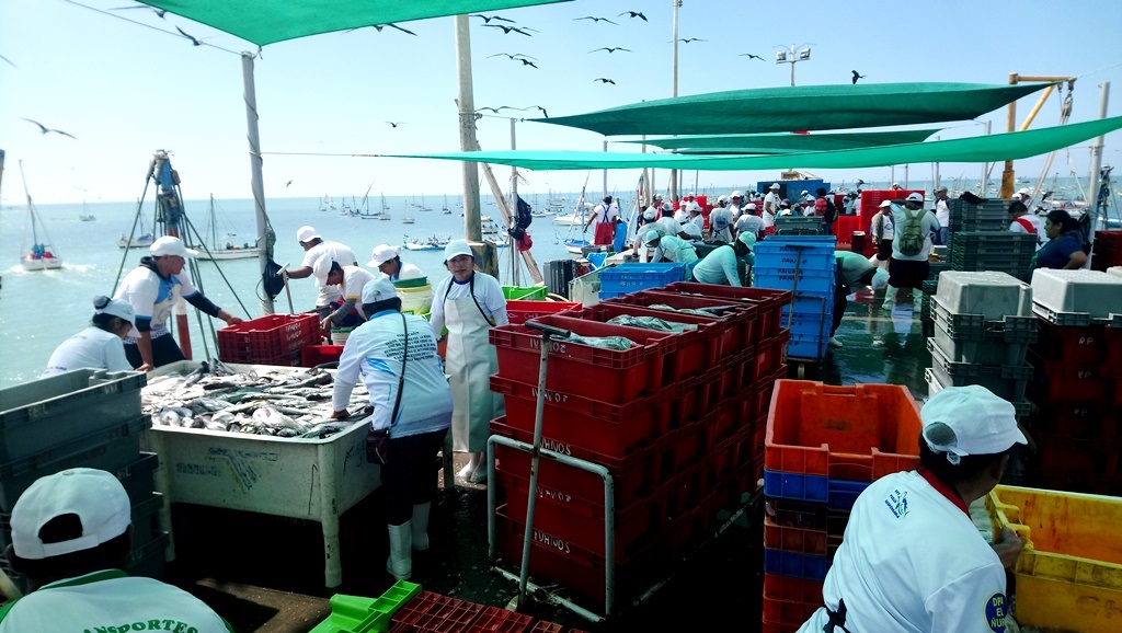 Establecen plazo para hacer efectivo beneficios de trabajadores pesqueros