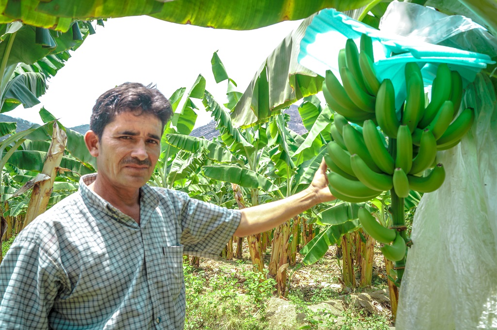 Banano organico Piura | Fotografía referencial