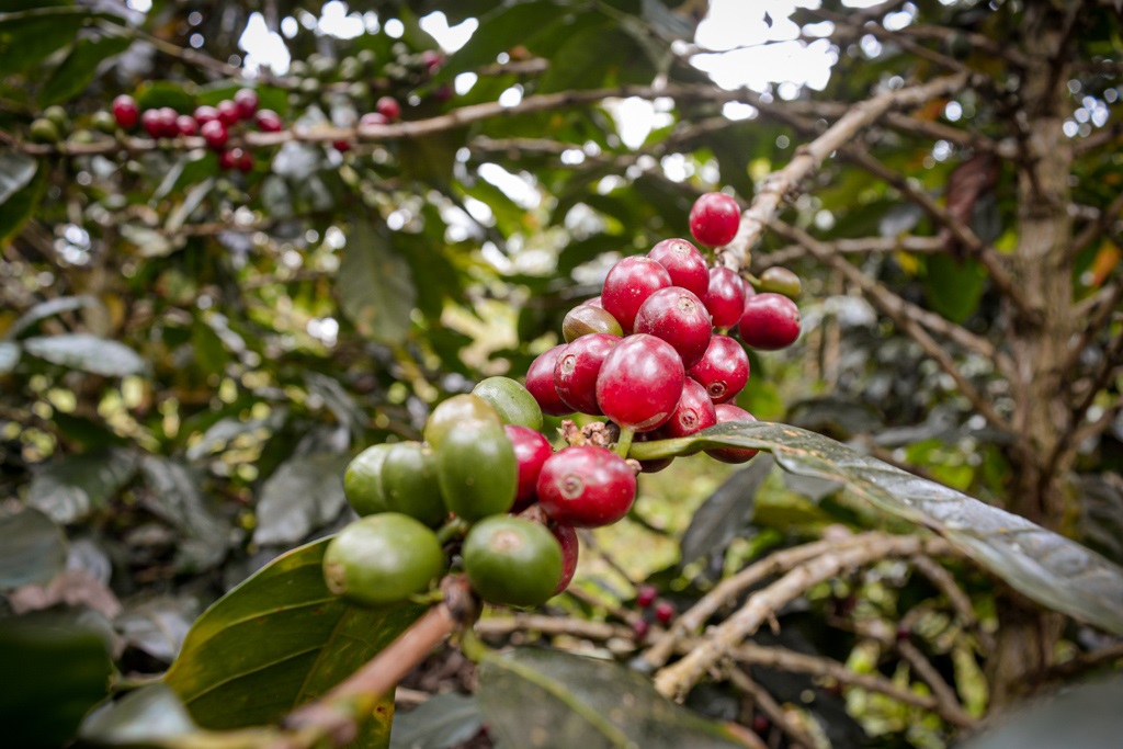 Café peruano logra gran demanda global