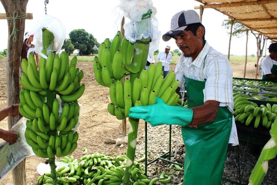 Productor de banano Sullana
