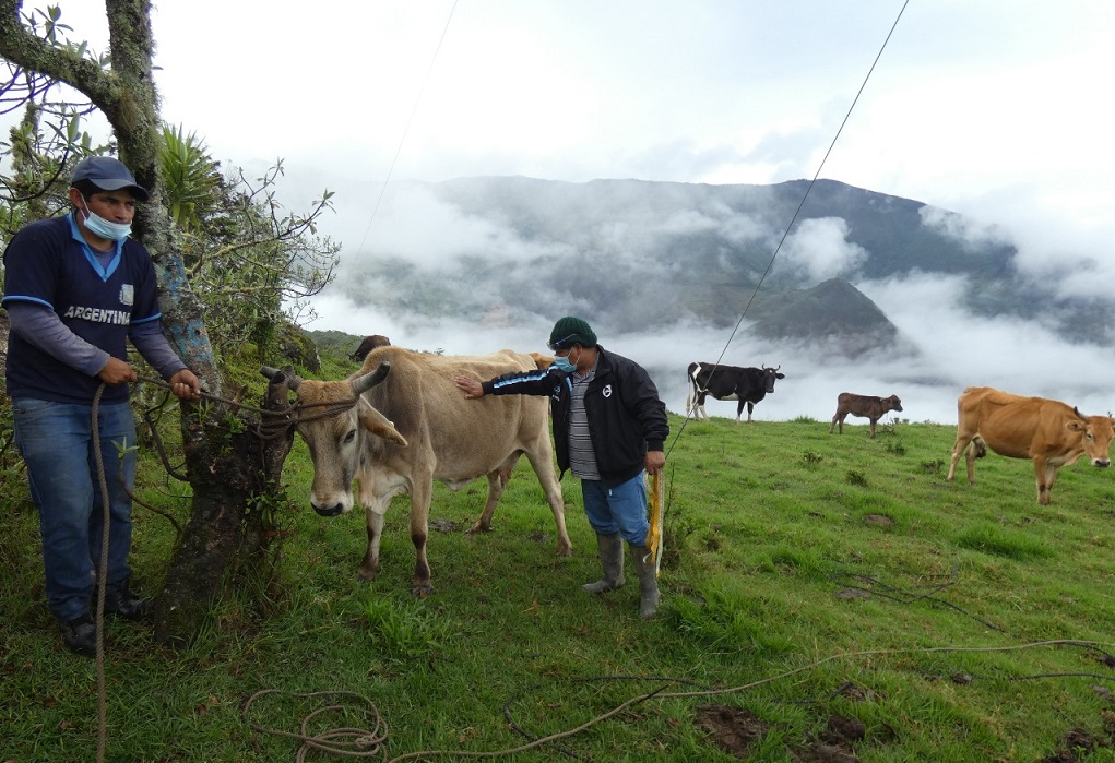 more than 10 thousand livestock producers benefit from the livestock project