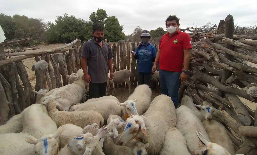 proyecto ganadero sechura 1