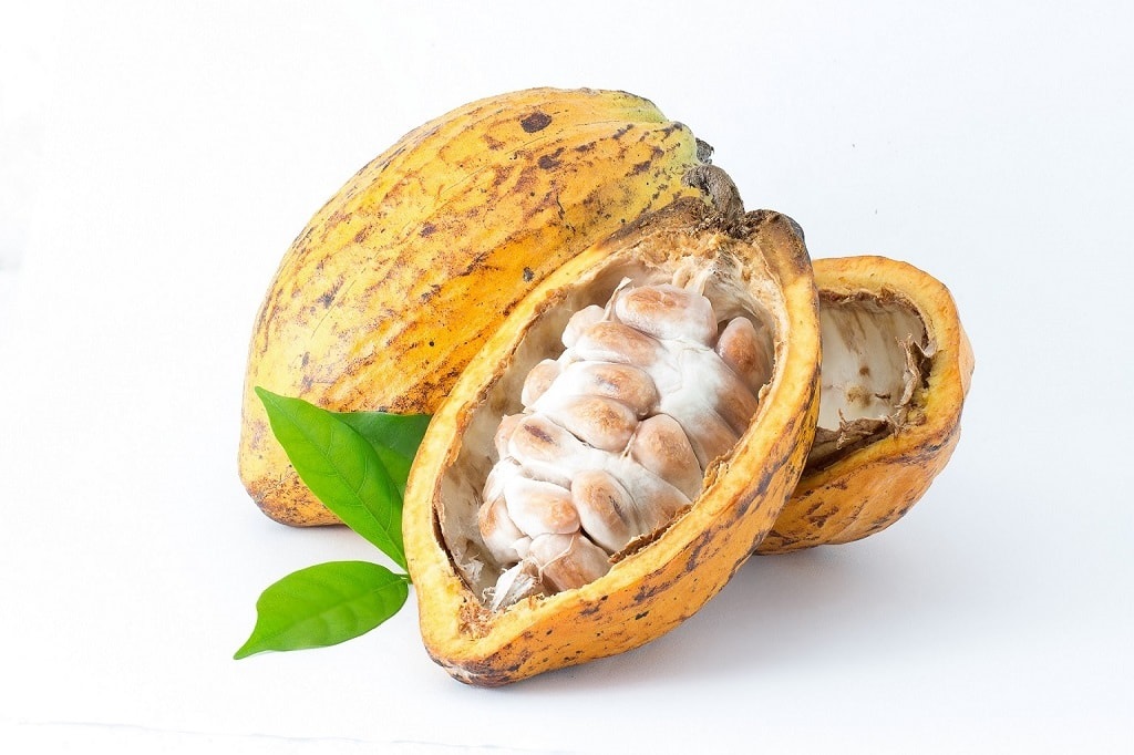 Cacao Blanco, producto que se encuentra en la región Piura