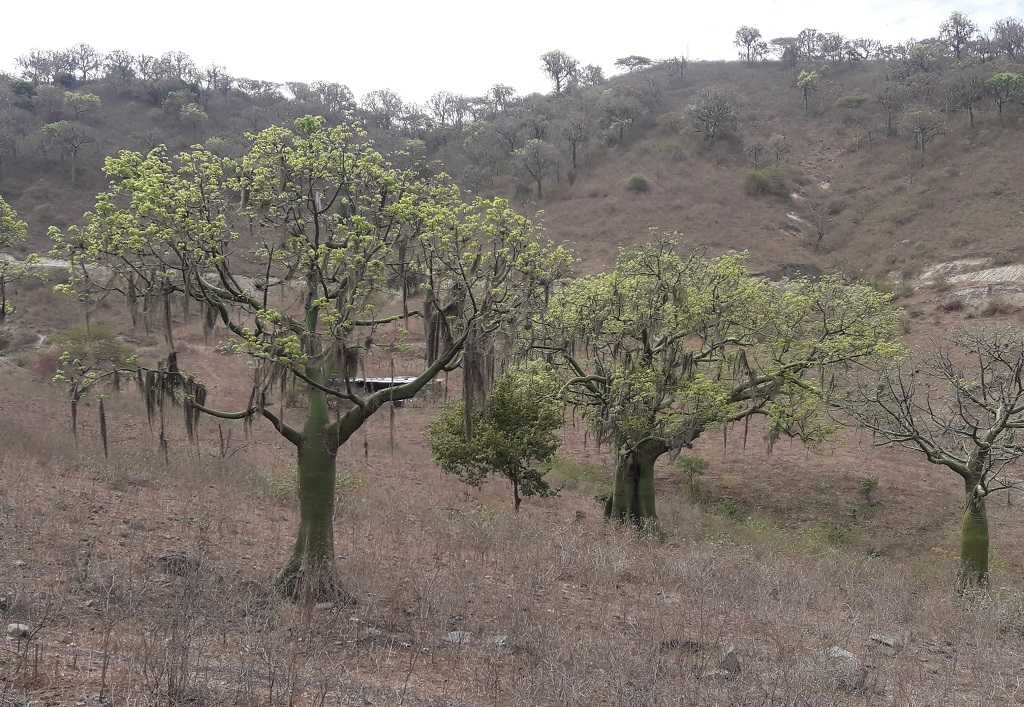 El ceibo, el prodigioso árbol que forma parte del bosque seco piurano