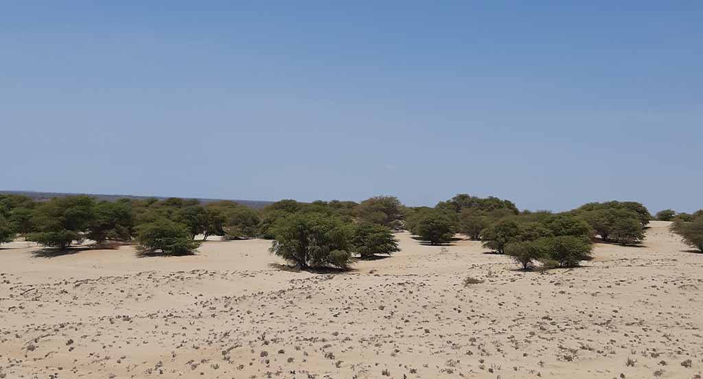 Bosque seco de Bernal