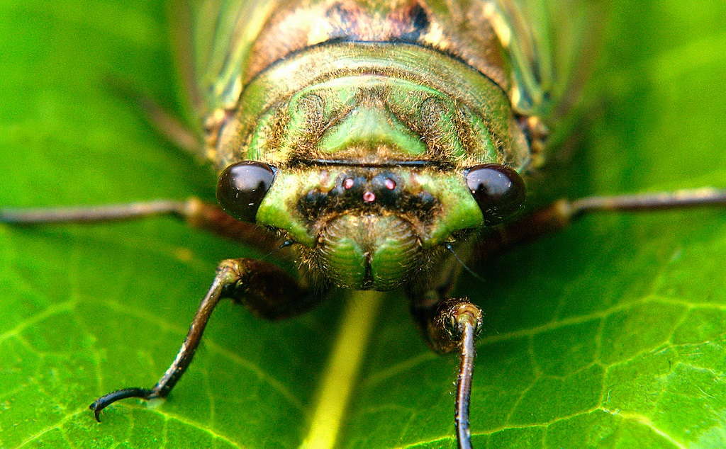 Diversos insectos raros y coloridos de la Amazonía de Cusco