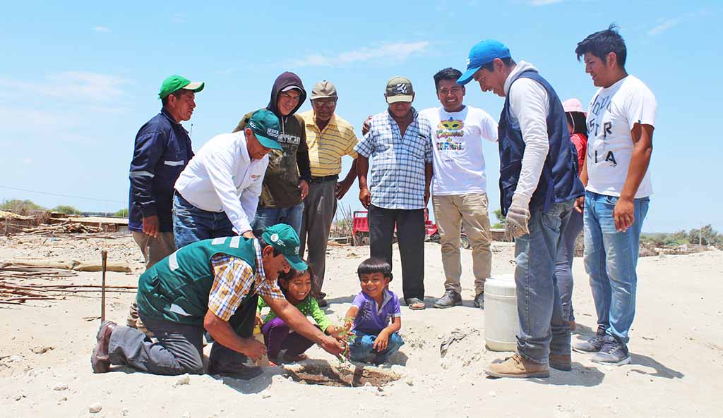 plantacion de algarrobos en Bernal 2