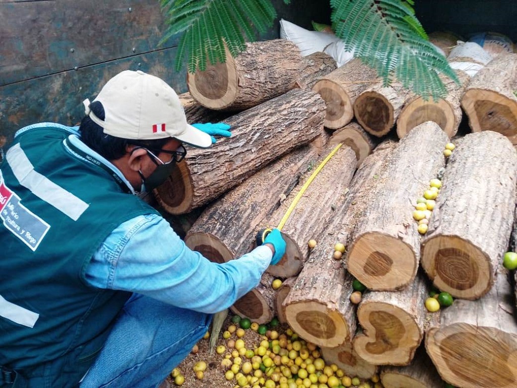 Piura: intervienen camión con madera ilegal camuflada entre sacos de maíz y cervezas