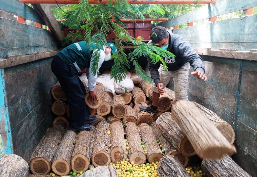 Piura: intervienen camión con madera ilegal camuflada entre sacos de maíz y cervezas