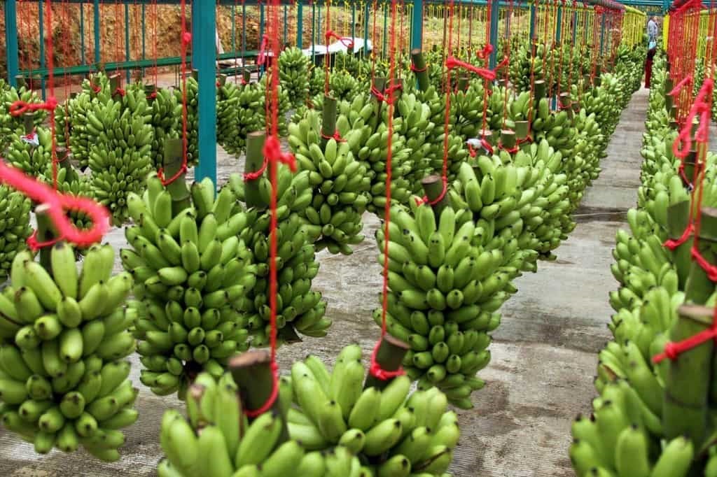 Banano organico exportacion 2