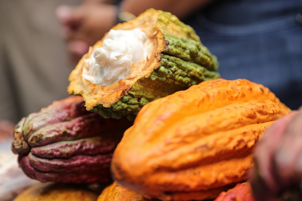 Cacao fruto