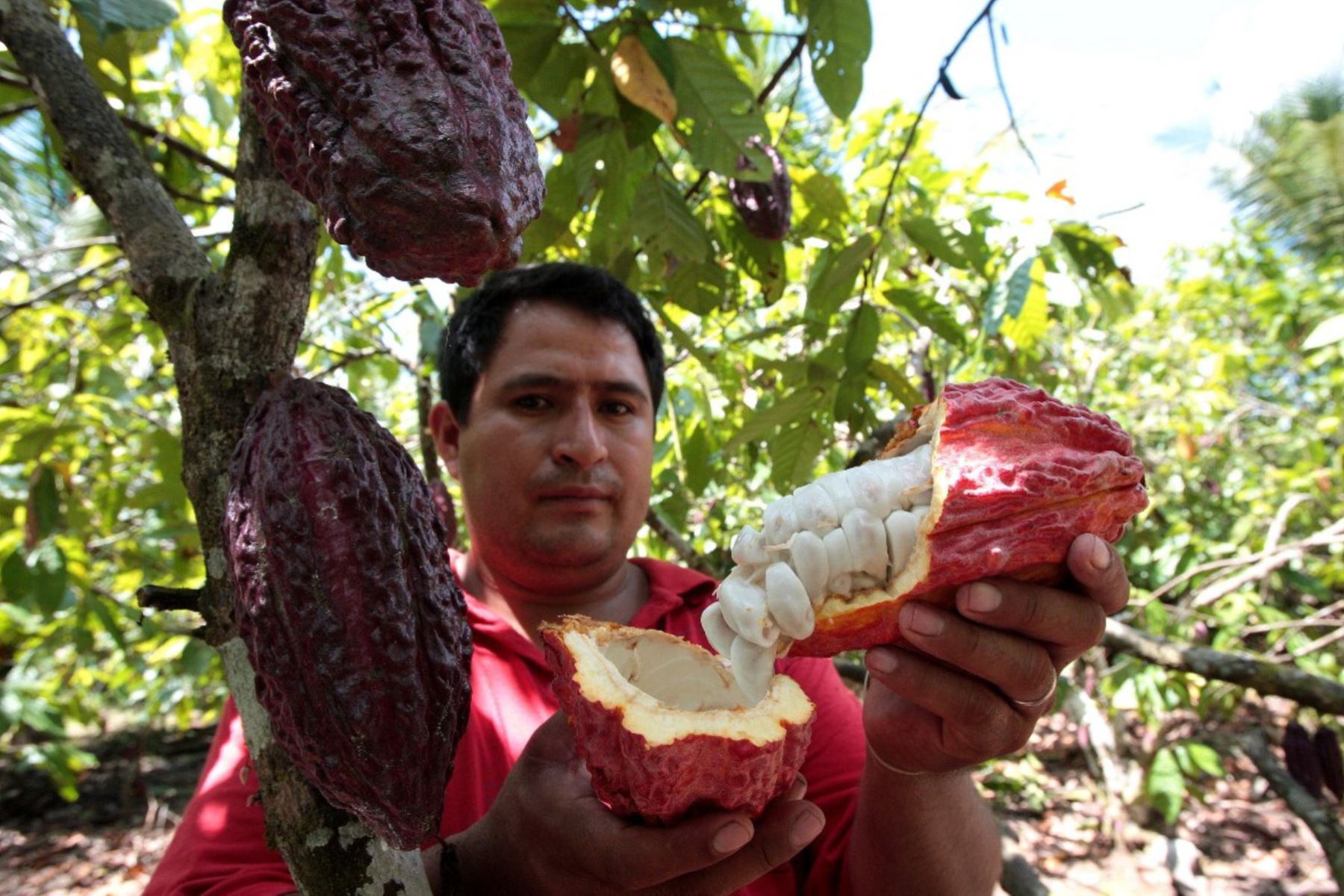 Cacao peruano