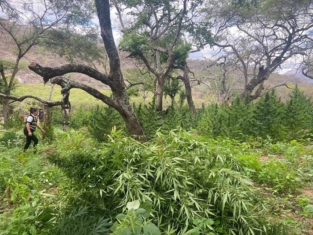 plantaciones marihuana remolinos ayabaca 1