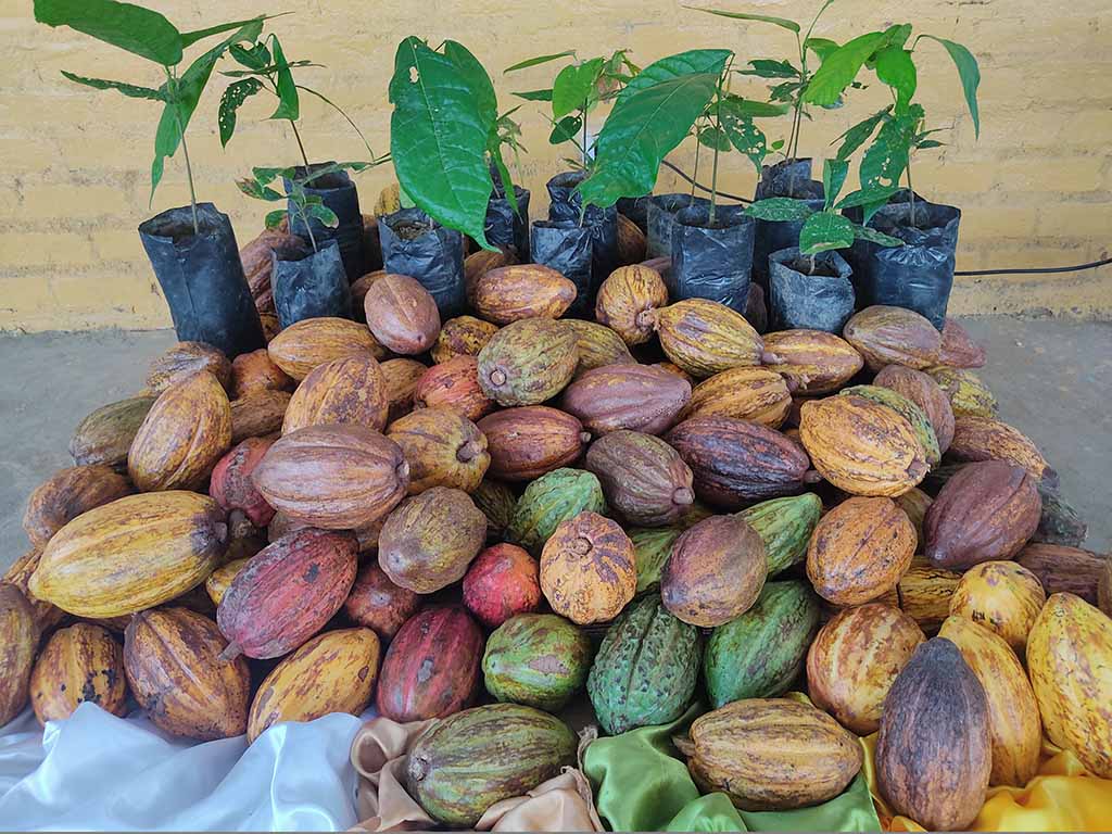 concurso el mejor cacao piurano 1