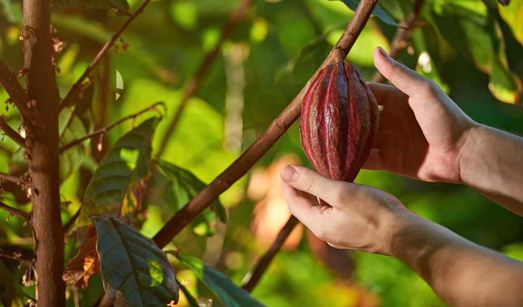 Cacao Peru 8