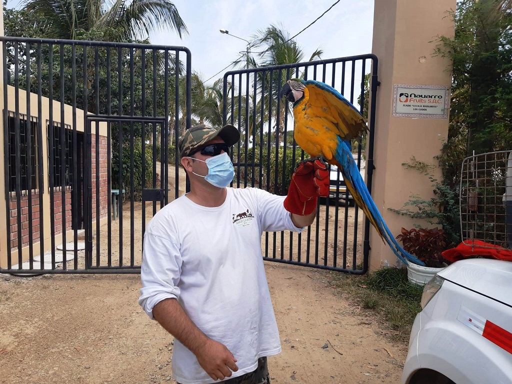 Guacamayo conservacion