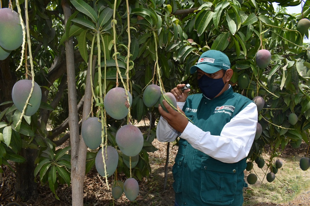 Productores De Piura Exportaron Más De 195 Mil Toneladas De Mango Durante Campaña 2020 2021 4784