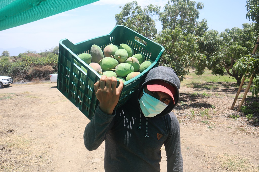 Mango exportacion Piura 02