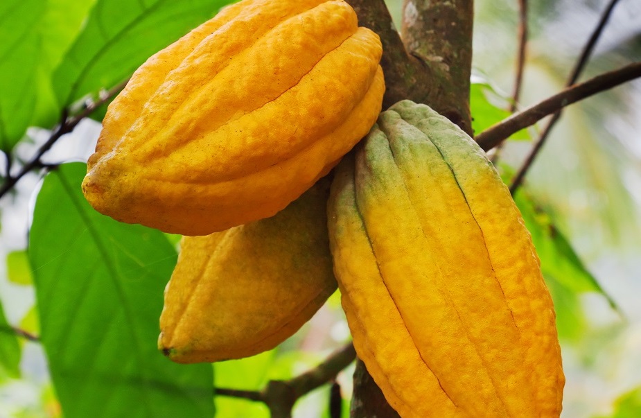 Cacao Peru 2
