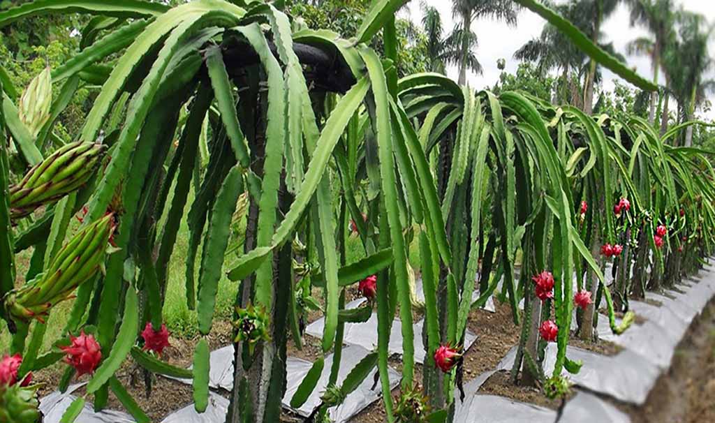 plantas pitahaya