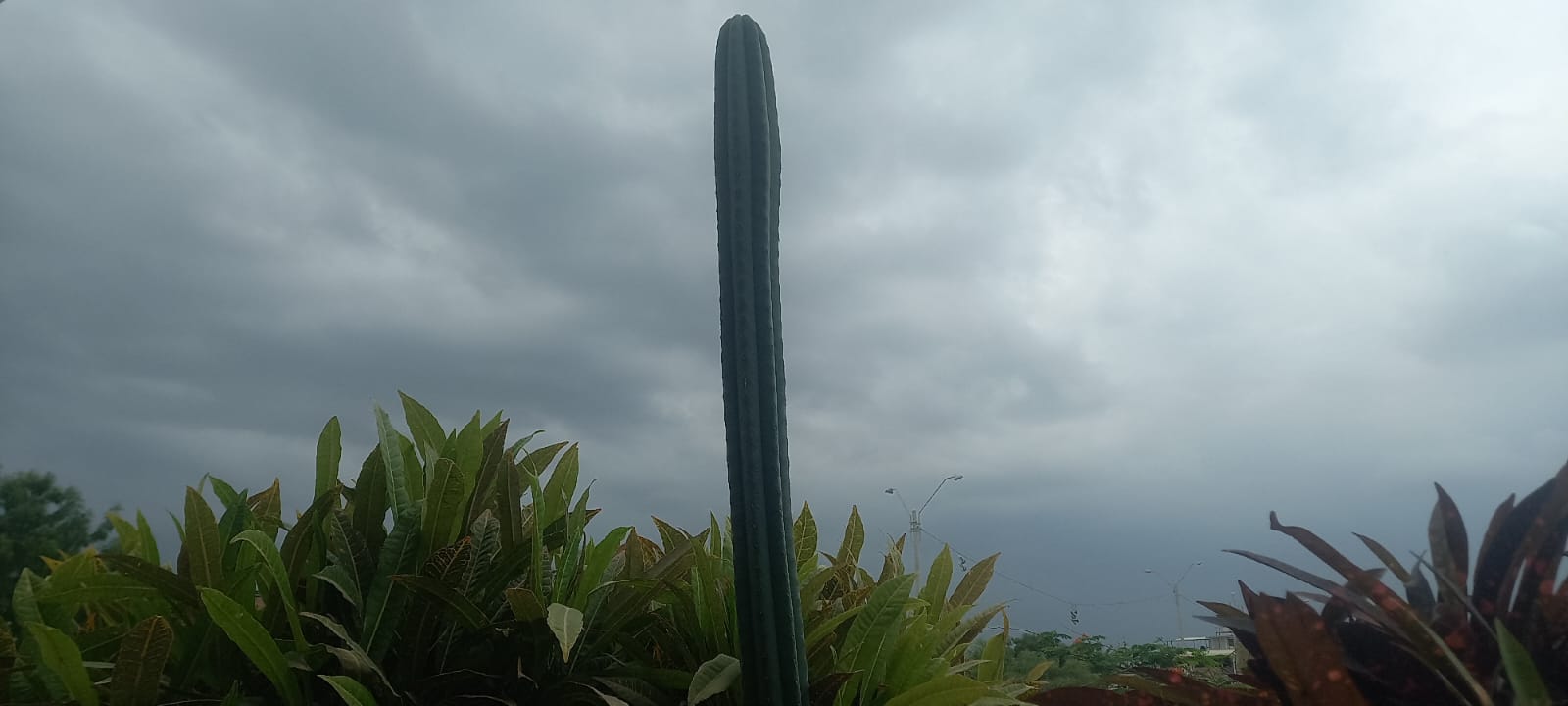Cactus San Pedro de uso comun en Huancabamba- Piura