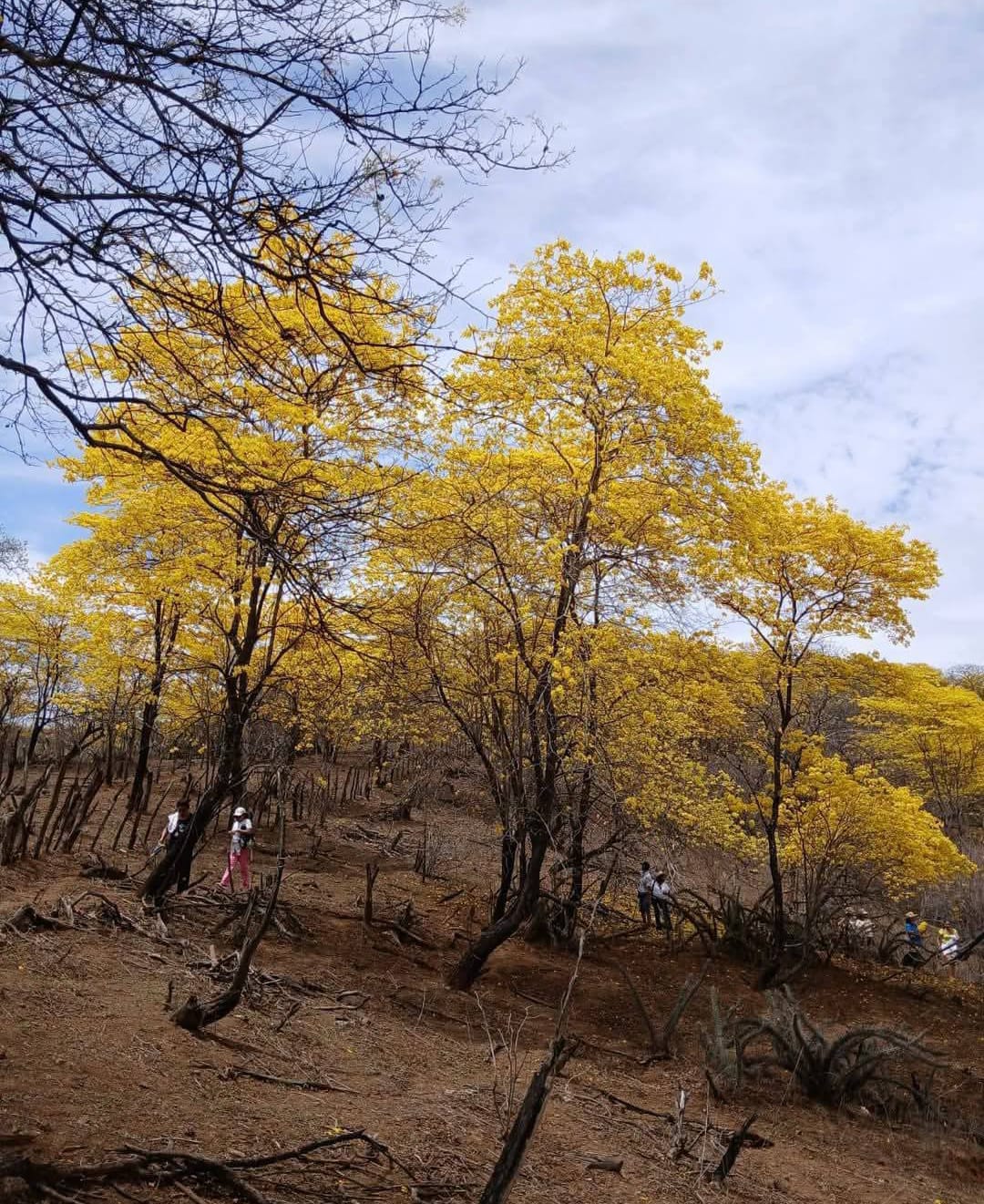 guayacanes Jabonillos 1