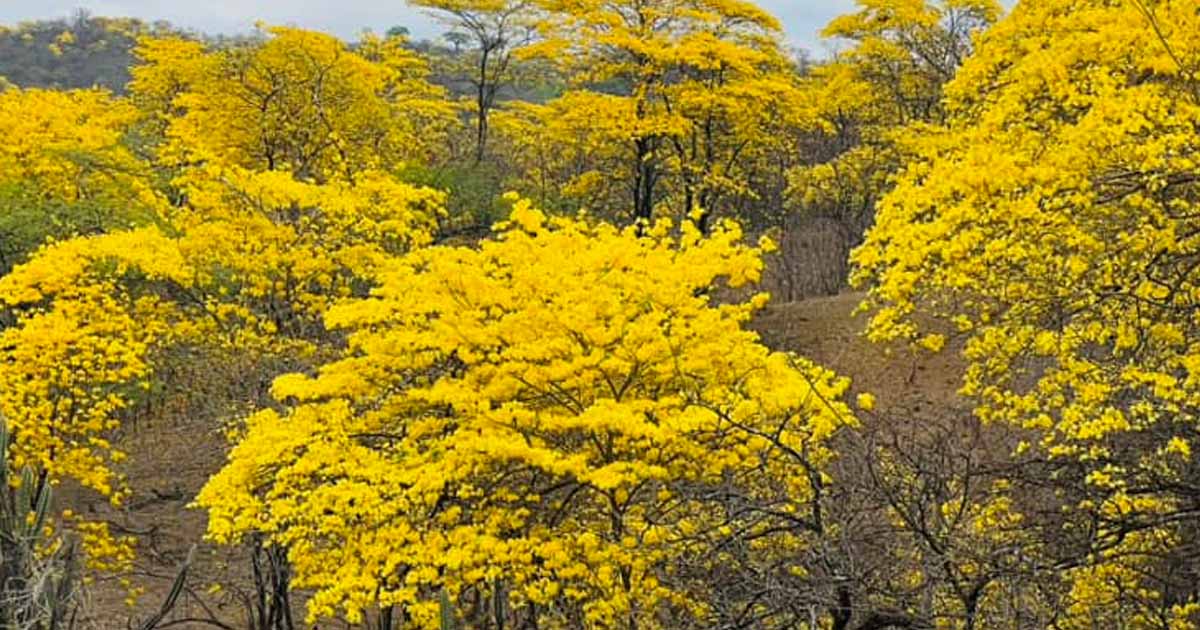 guayacanes Jabonillos 2