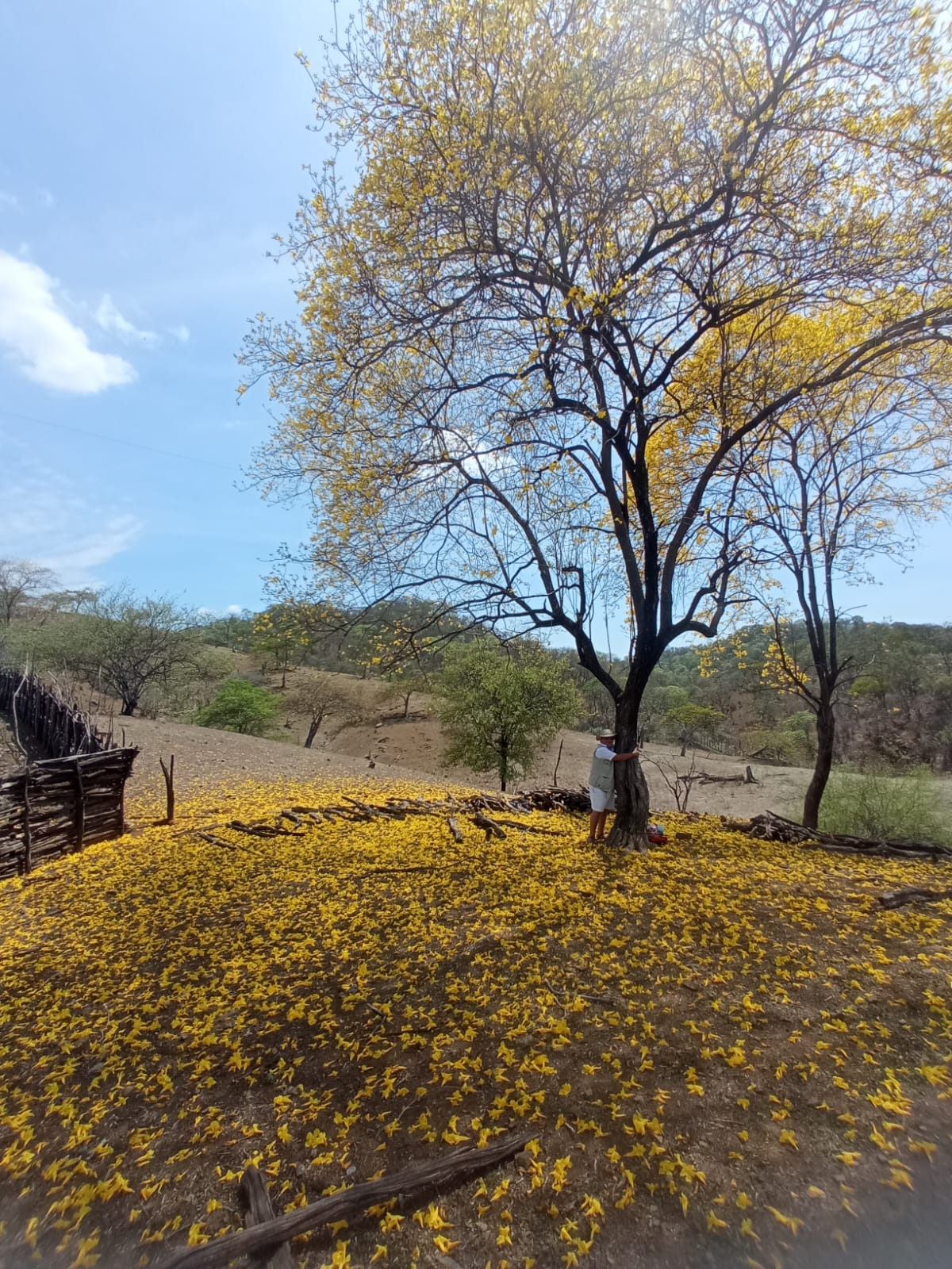 guayacanes Jabonillos 4.jpg