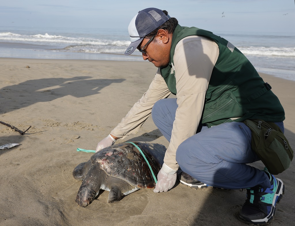 Protección de tortugas marinas en Piura y Tumbes