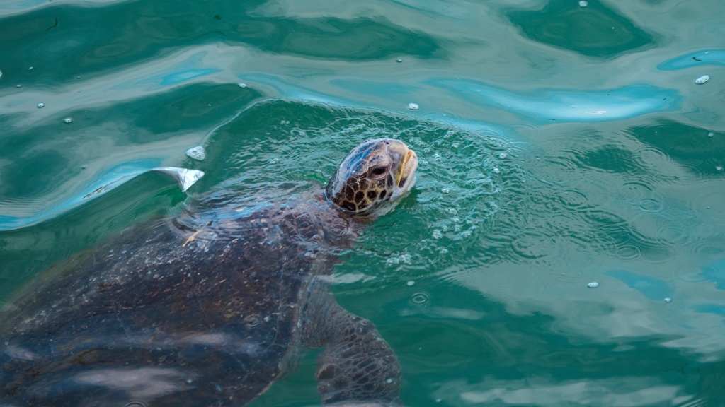 Zona de anidamiento de tortugas marinas en Piura