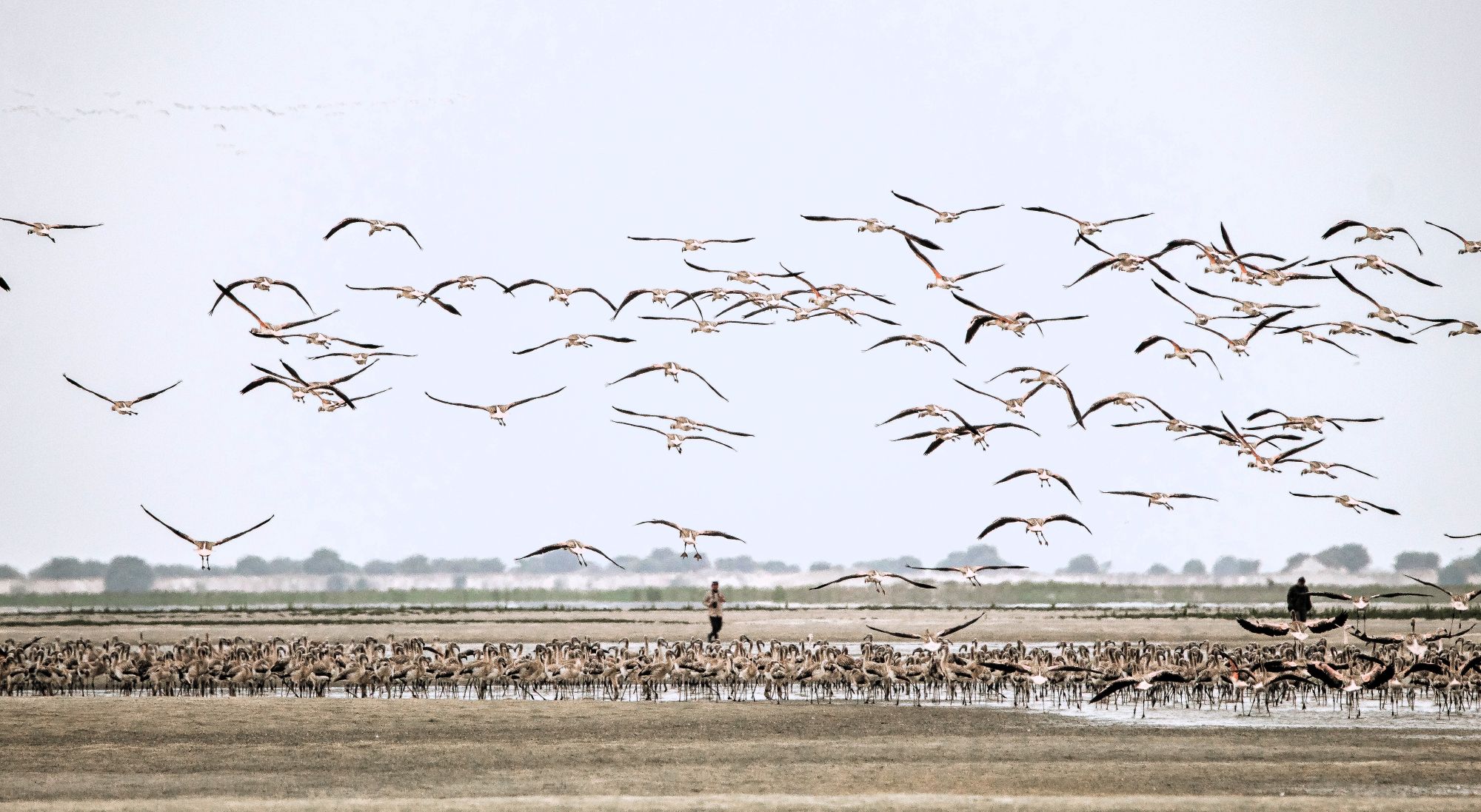 Flamencos en Sechura