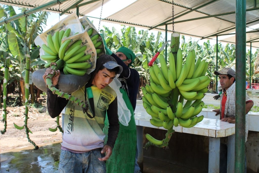 Banano del valle del Chira fortalece a Piura como potencia exportadora