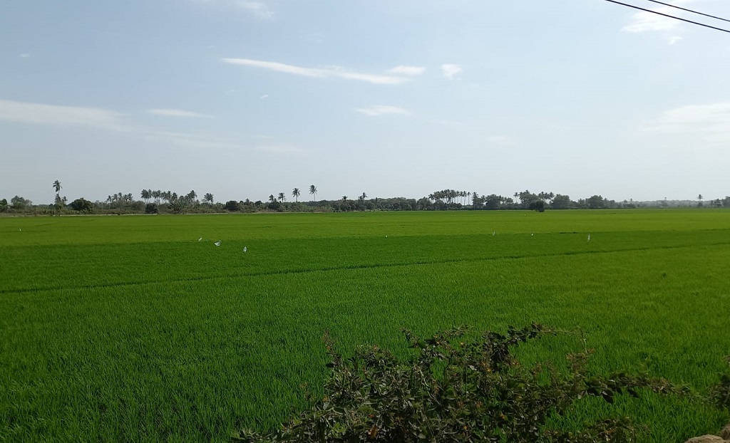 Cultivo de arroz uno de los predominantes en el valle del Chira