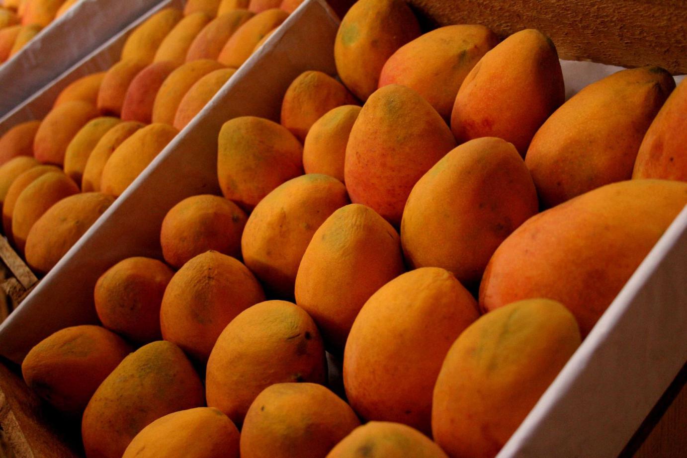 Mango Fresco