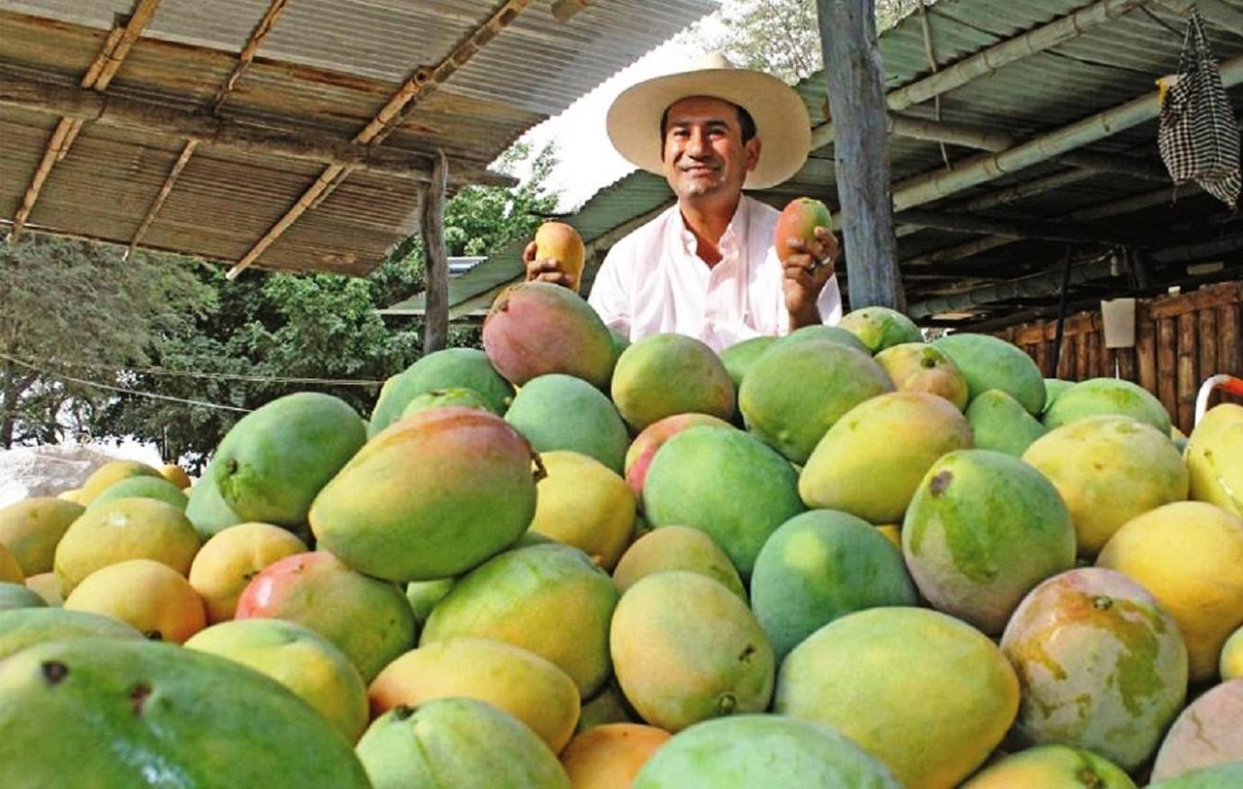 Mango del valle de San Lorenzo, producto de exportación